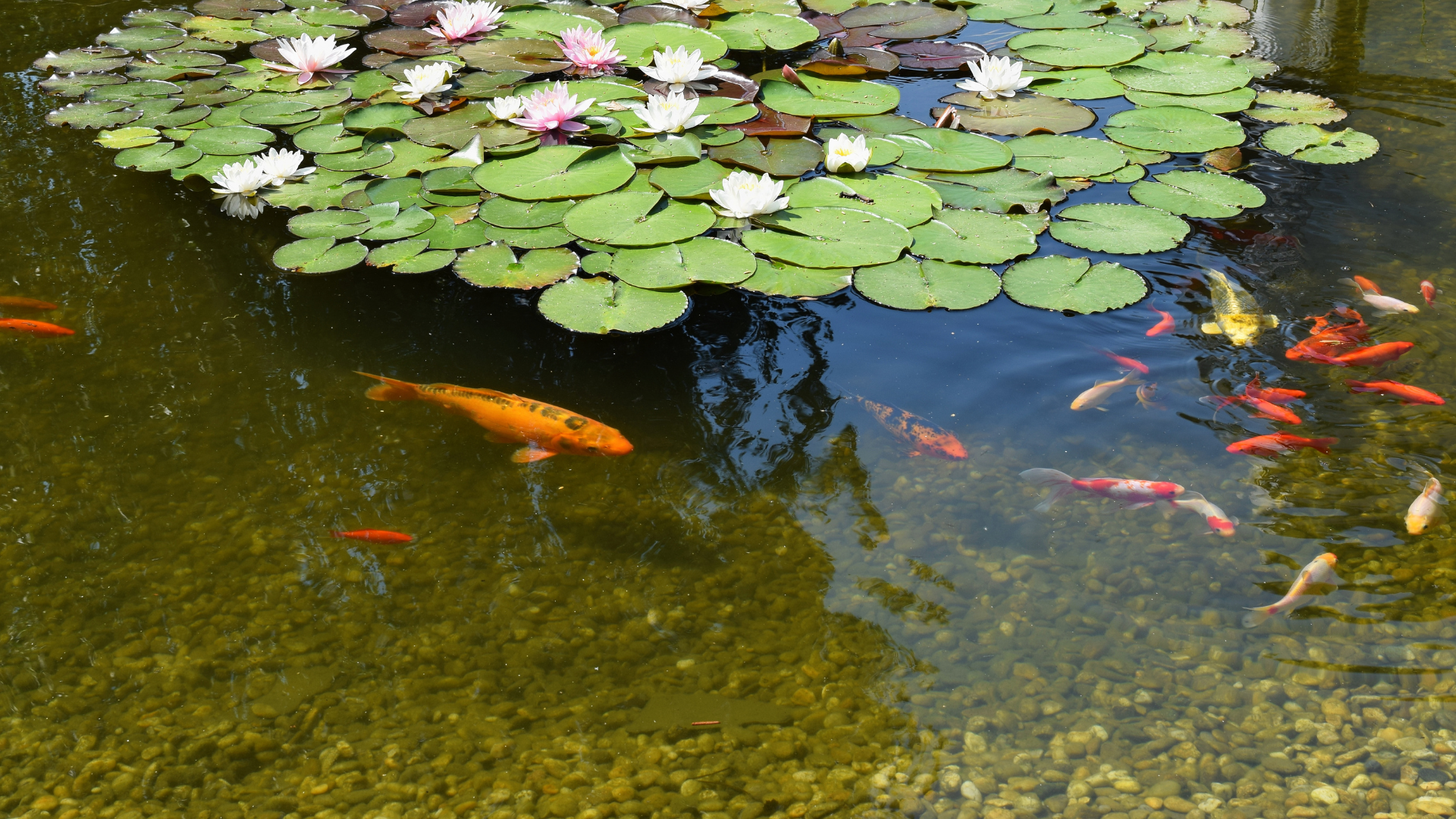 Ein Teich mit Seerosenblättern, einem großen orangefarbenen Koi und mehreren kleineren Fischen, die im Wasser schwimmen.