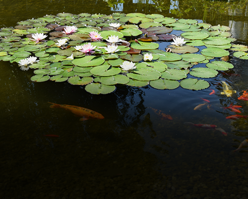 Ein Teich mit Seerosen und Fischen.