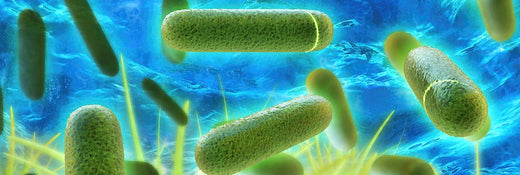 Legionellen im Trinkwasser: Ursachen und Schutzmaßnahmen