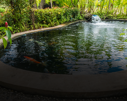 Ein Koi-Fisch schwimmt in einem Teich.